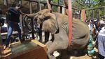 Potret Pilu Gajah Sakit di Pakistan Akhirnya Dapat Pertolongan