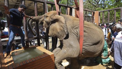 Potret Pilu Gajah Sakit di Pakistan Akhirnya Dapat Pertolongan