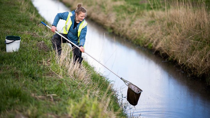 Lahan calon pabrik baterai di Lohe-Rickelshof, distrik Dithmarschen Jerman belum bisa kunjung dibangun. Arkeolog menemukan 650 benda purbakala di lahan itu.
