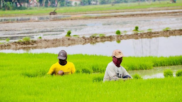 Presiden Jokowi didampingi Menteri Pertanian Syahrul Yasin Limpo (Mentan SYL) melakukan tanam padi di Desa Senori, Kecamatan Merakurak, Kabupaten Tuban, Jawa Timur. (Dok: Biro Pers)