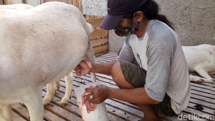 Produksi susu kambing saanen di Purwakarta