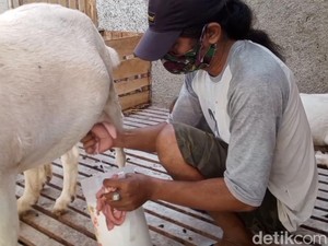 Jadi Suplemen Puasa, Susu Kambing Saanen Laris Manis di Purwakarta