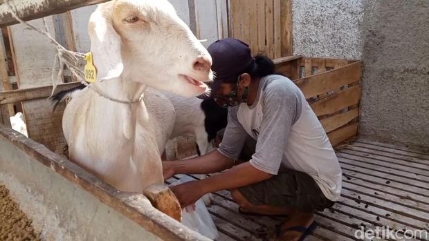 Produksi susu kambing saanen di Purwakarta