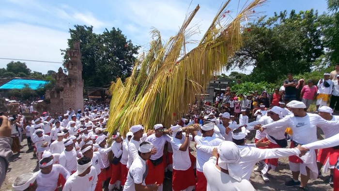 Ribuan krama ikuti tradisi Ngusabha Bukakak, di Desa Pakraman Sangsit Dangin Yeh, Desa Giri Emas, Kecamatan Sawan, Kabupaten Buleleng, Bali, Kamis (6/4/2023). (Made Wijaya Kusuma)