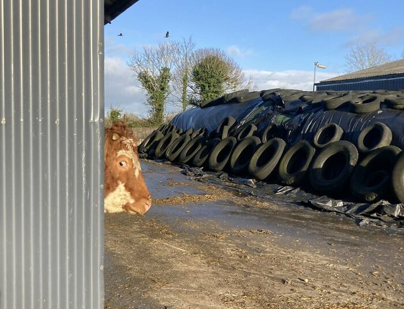 Foto-foto hewan berikut ini memperlihatkan betapa menggemaskannya mereka dengan tingkah polosnya. Semoga bisa membuat suasana hati detikers lebih hangat.
