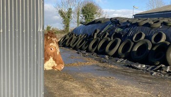 Ada yang ngintip tuh. Foto: (Bored Panda).