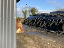 Potret Ekspresi Kocak Hewan Saat Tertangkap Kamera