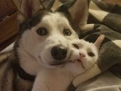 Potret Ekspresi Kocak Hewan Saat Tertangkap Kamera