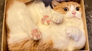 Dikasih tempat tidur yang luas, malah milih kardus kecil. Foto: (Bored Panda).