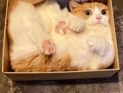 Potret Ekspresi Kocak Hewan Saat Tertangkap Kamera