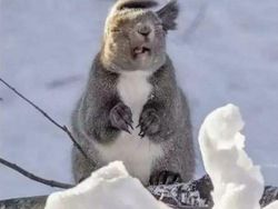 Potret Ekspresi Kocak Hewan Saat Tertangkap Kamera