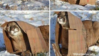 Sebenarnya ini kardus mau diapain deh. Foto: (Bored Panda).