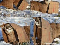 Potret Ekspresi Kocak Hewan Saat Tertangkap Kamera