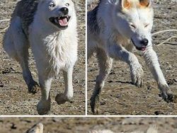 Potret Ekspresi Kocak Hewan Saat Tertangkap Kamera