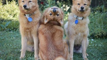 Ini anjing yang tengah kayak gak punya leher ya. Foto: (Bored Panda).