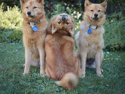 Potret Ekspresi Kocak Hewan Saat Tertangkap Kamera