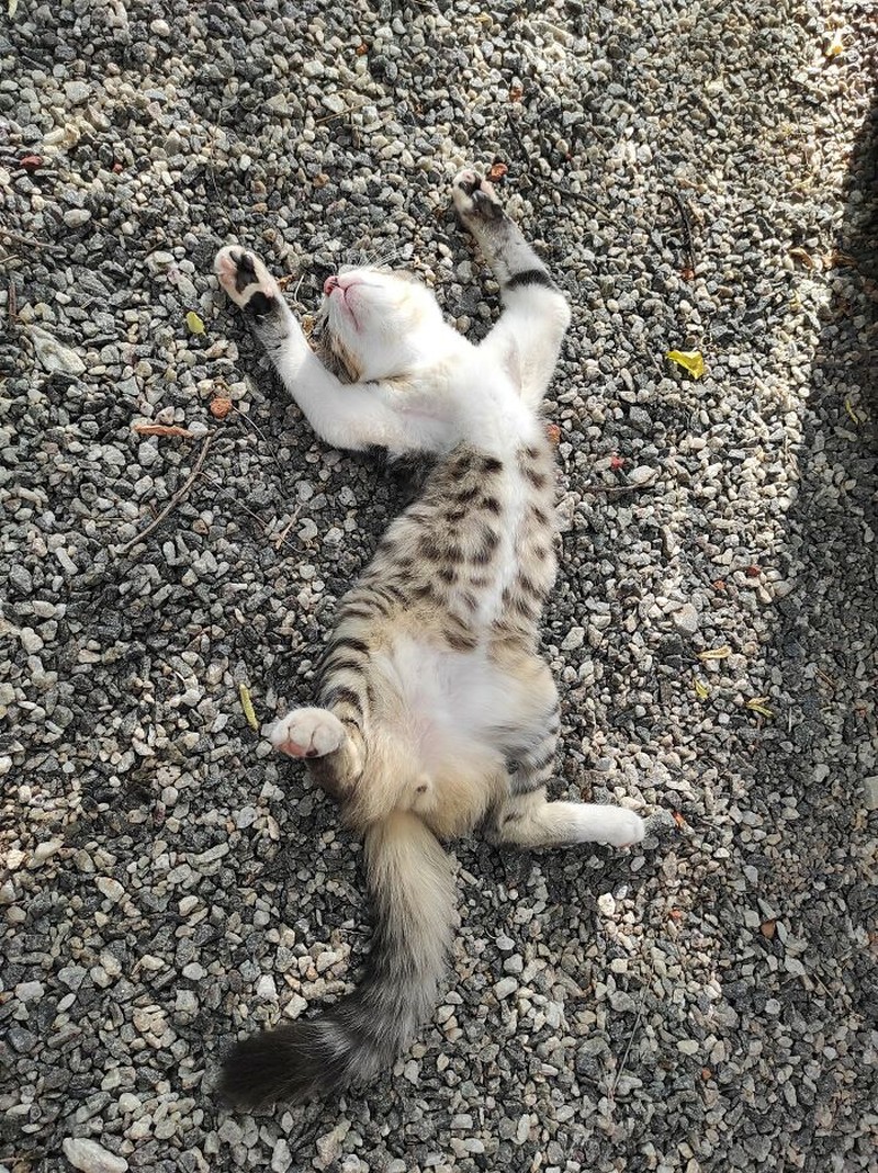 Foto-foto hewan berikut ini memperlihatkan betapa menggemaskannya mereka dengan tingkah polosnya. Semoga bisa membuat suasana hati detikers lebih hangat.