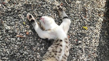 Sepertinya lelah sekali kucing ini ya, detikers. Foto: (Bored Panda).