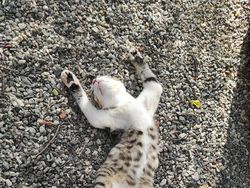 Potret Ekspresi Kocak Hewan Saat Tertangkap Kamera