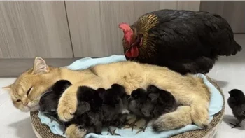 Ayam seolah makan gabah. Foto: Reddit
