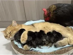 Awas! Gambar Ini Bisa Mengecoh Mata Kalau Lihat Sekilas Saja