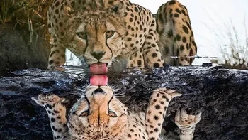 Hayo tebak mana macan tutul yang asli dan hasil pantulan. Foto: Reddit