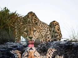 Awas! Gambar Ini Bisa Mengecoh Mata Kalau Lihat Sekilas Saja