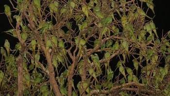 Jika mengira warna hujau itu adalah daun maka mata kamu terkeceh. Coba tebak apa itu... Foto: Reddit
