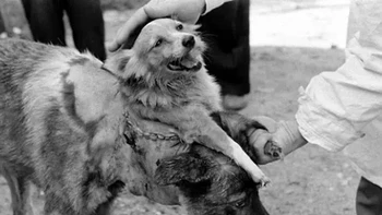 Eksperimen Anjing Berkepala Dua di Rusia, 1954 Foto: Onedio