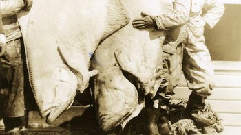 Ikan ini punya bobot272 kilogram. Ditangkap di Halibut, Petersburg, Alaska 1930-an. Foto: Rarehistoricalphotos