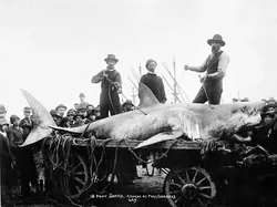 Foto Jadul Nelayan dan Tangkapannya Bikin Melotot