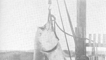 Seekor tuna seberat 308 kilogram pada 1911. Tuna terbesar yang pernah diambil dengan rod and line. Foto: Rarehistoricalphotos