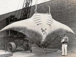 Foto Jadul Nelayan dan Tangkapannya Bikin Melotot