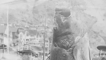 Bass laut hitam ditangkap di Santa Catalina, dengan rod and reel, oleh Mrs. AW Barret dari Los Angeles. Berat: 416 pound (188 kg); panjang: 7 kaki 10 inci (2,3 m); lingkar: 1,8 meter; waktu: 2 jam 15 menit. (Foto diambil tahun 1901). Foto: Rarehistoricalphotos