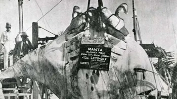 Manta Ray seberat 2,3 ton, lebarmya 6 meter, 1932 Foto: Rarehistoricalphotos
