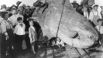 Ikan mola ditangkap oleh WN McMillan dari E. Afrika, di Santa Catalina Island, California. 1 April 1910. Beratnya diperkirakan mencapai 1,5 ton. (Foto oleh Reyes dari Avalon). Foto: Rarehistoricalphotos