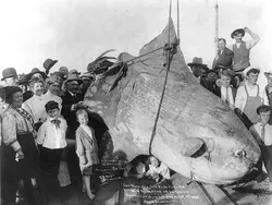 Foto Jadul Nelayan dan Tangkapannya Bikin Melotot