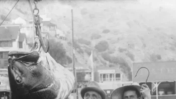 Rekor dunia bass laut hitam seberat 174 kilogram ditangkap oleh Franklin Schenck dari Brooklyn dengan tongkat dan pening dari Pulau Catalina, California, pada 17 Agustus 1900. Foto: Rarehistoricalphotos