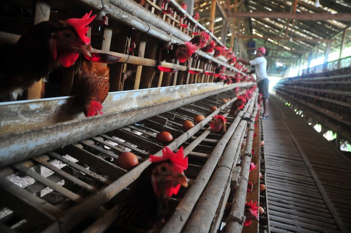 Peternak mengumpulkan telur ayam ras di Desa Gribig, Gebog, Kudus, Jawa Tengah, Jumat (7/4/2023). Menurut peternak setempat, memasuki minggu ketiga bulan Ramadhan harga telur ayam di tingkat peternak justru turun menjadi Rp25.500 ribu bila dibandingkan awal bulan Ramadhan yaitu Rp28.500 per kilogram yang disebabkan berkurangnya permintaan, dan diprediksi akan naik kembali sepekan menjelang Lebaran. ANTARA FOTO/Yusuf Nugroho/foc.