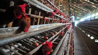 Menurut peternak setempat, memasuki minggu ketiga bulan Ramadhan harga telur ayam di tingkat peternak justru turun menjadi Rp 25.500 ribu bila dibandingkan awal bulan Ramadhan yaitu Rp 28.500 per kilogram yang disebabkan berkurangnya permintaan, dan diprediksi akan naik kembali sepekan menjelang Lebaran.