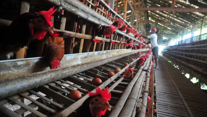 Harga Telur Ayam Ras di Tingkat Peternak Turun Peternak mengumpulkan telur ayam ras di Desa Gribig, Gebog, Kudus, Jawa Tengah, Jumat (7/4/2023). Menurut peternak setempat, memasuki minggu ketiga bulan Ramadhan harga telur ayam di tingkat peternak justru turun menjadi Rp25.500 ribu bila dibandingkan awal bulan Ramadhan yaitu Rp28.500 per kilogram yang disebabkan berkurangnya permintaan, dan diprediksi akan naik kembali sepekan menjelang Lebaran. ANTARA FOTO/Yusuf Nugroho/foc.
