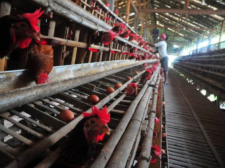 Harga Telur Ayam Ras di Tingkat Peternak Turun