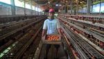 Harga Telur Ayam Ras di Tingkat Peternak Turun