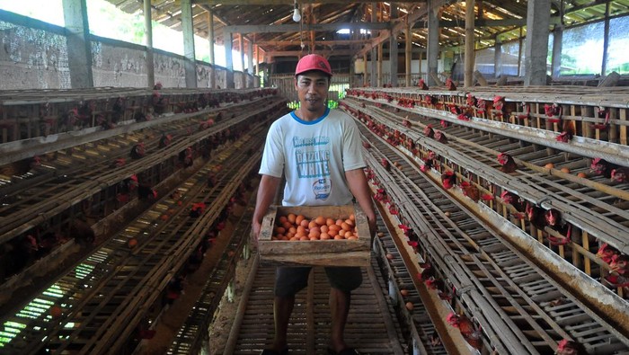 Harga Telur Ayam Ras di Tingkat Peternak Turun Peternak mengumpulkan telur ayam ras di Desa Gribig, Gebog, Kudus, Jawa Tengah, Jumat (7/4/2023). Menurut peternak setempat, memasuki minggu ketiga bulan Ramadhan harga telur ayam di tingkat peternak justru turun menjadi Rp25.500 ribu bila dibandingkan awal bulan Ramadhan yaitu Rp28.500 per kilogram yang disebabkan berkurangnya permintaan, dan diprediksi akan naik kembali sepekan menjelang Lebaran. ANTARA FOTO/Yusuf Nugroho/foc.