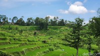 Terlihat pegunungan bersisian dengan sungai, hamparan persawahan dan koridor pohon kelapa.