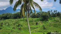 Sawah terasering menghijau menjadi jalur healing. Mata berbinar melihatnya.