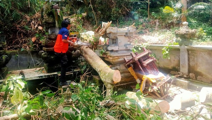 Pohon tumbang yang menimpa Pura di Desa Duda Utara, Kecamatan Selat, Karangasem, Jumat (7/4/2023).