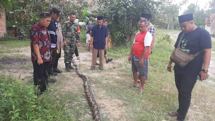 Polisi saat melakukan olah TKP tempar korban dililit ular sanca.