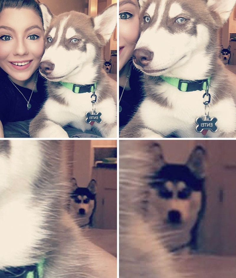 Melihat manusia cemburu dengan manusia lainnya, mungkin detikers sudah sering melihatnya. Namun bagaimana kalau yang cemburu itu hewan peliharaan ke pemiliknya.