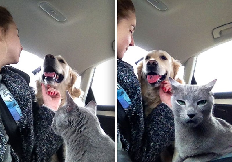 Melihat manusia cemburu dengan manusia lainnya, mungkin detikers sudah sering melihatnya. Namun bagaimana kalau yang cemburu itu hewan peliharaan ke pemiliknya.